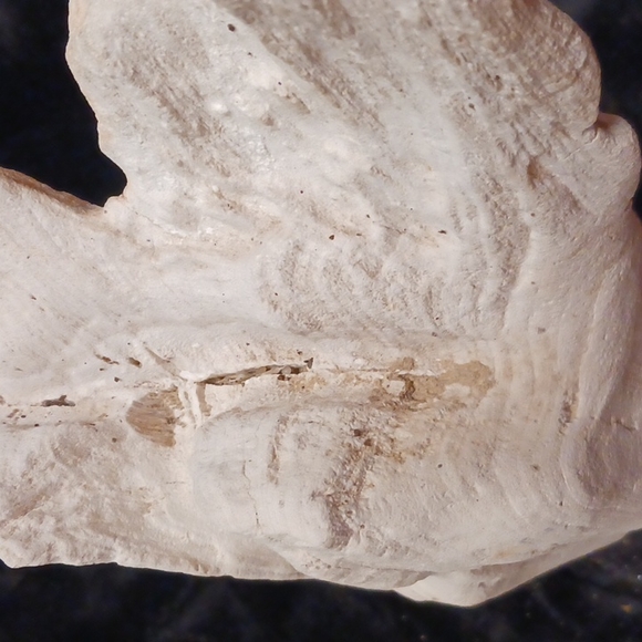 Petrified wood - Picture 13 of 16